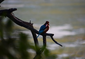 Overnight Agra And Bharatpur Bird Sanctuary Tour