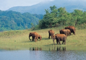 Kerala Nature And Wildlife Tour