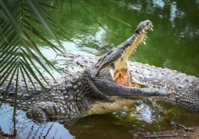 Taj Mahal With Chambal Safari