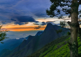 South India Wildlife Tour