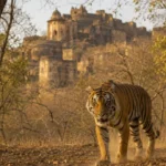 Best national parks in India for tiger safari featuring a Bengal tiger walking through Ranthambore National Park with Ranthambore Fort in the background.
