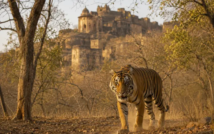Best national parks in India for tiger safari featuring a Bengal tiger walking through Ranthambore National Park with Ranthambore Fort in the background.
