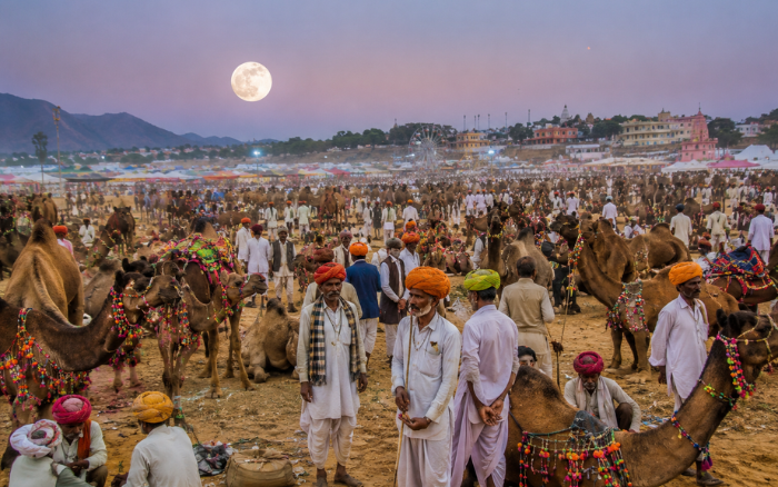 Visitors and decorated camels at the Pushkar Camel Fair in Rajasthan during November, one of the state's most famous cultural festivals.