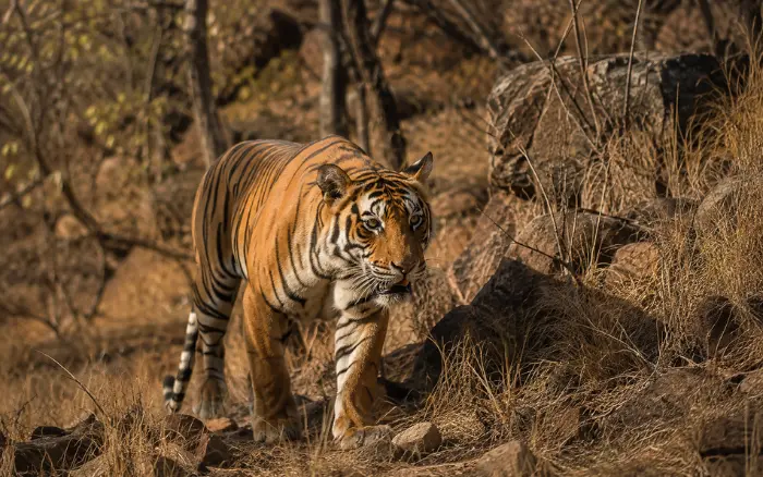 Wild Bengal tiger walking through Ranthambore National Park