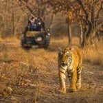 Tiger spotted during a Ranthambore safari in Rajasthan