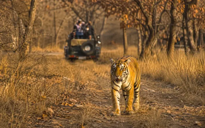 Tiger spotted during a Ranthambore safari in Rajasthan