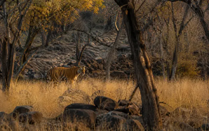 Bengal tiger in Ranthambore National Park Rajasthan